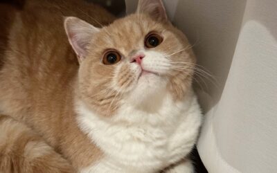 Unbreakable Bonds: A Journey with Rich