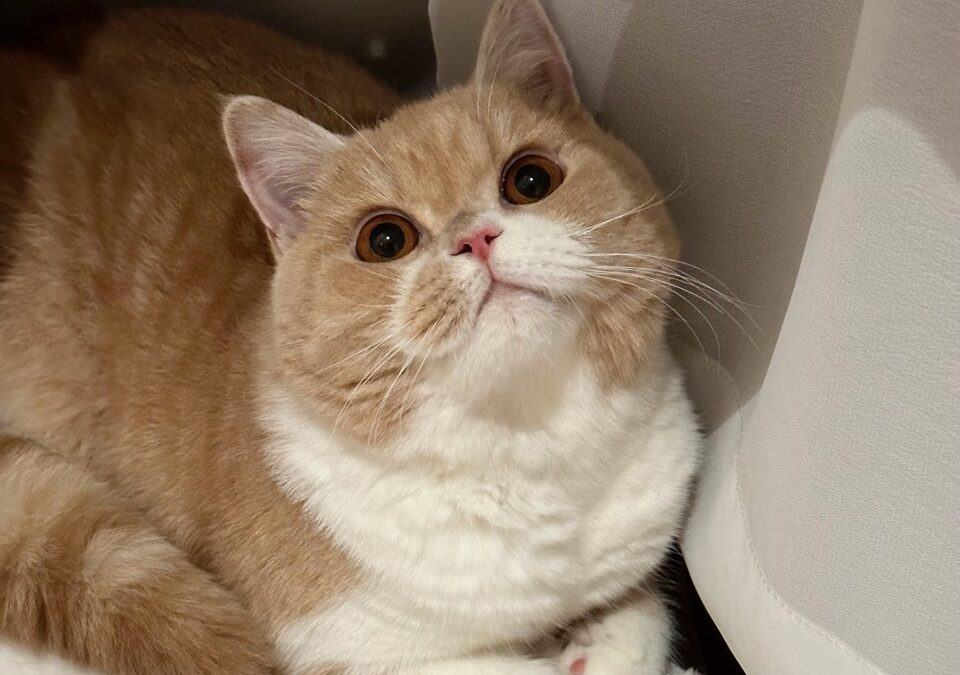 Unbreakable Bonds: A Journey with Rich