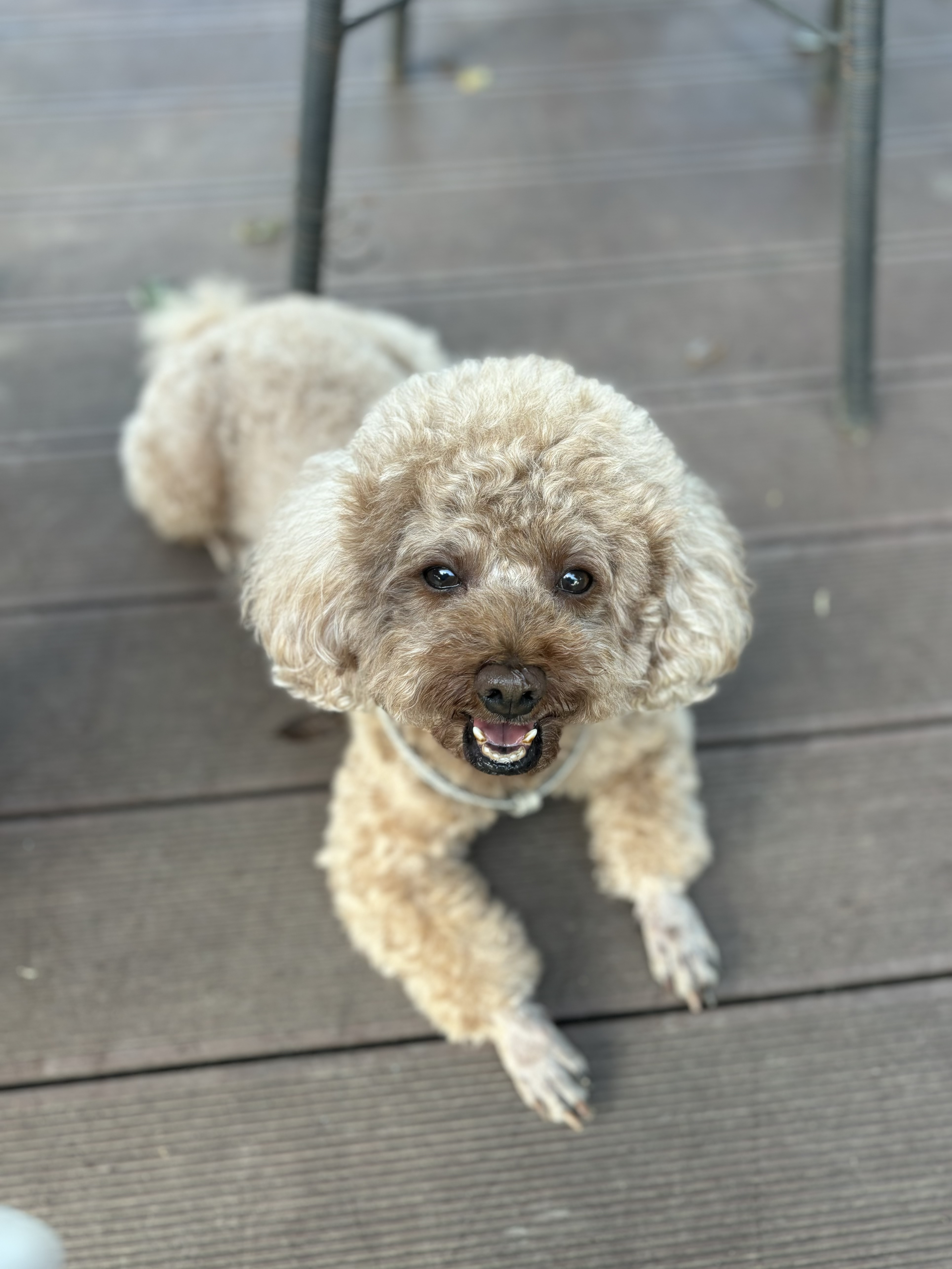 The growth diary of my puppy “Mender”