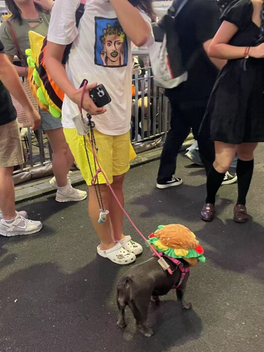 A dog is dressed like a burger