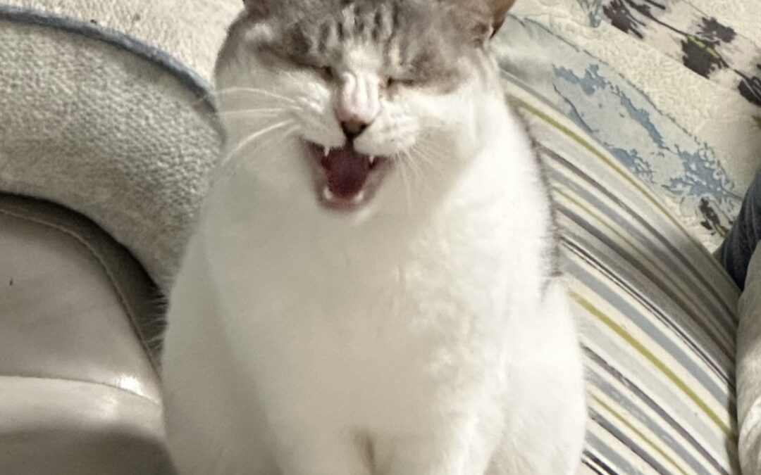 The growth milestones of my cat