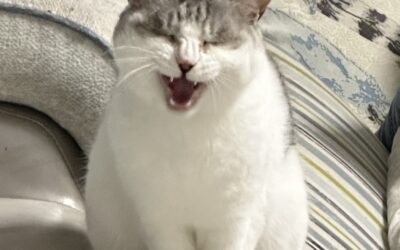 The growth milestones of my cat