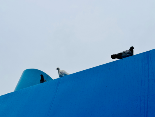 Pigeons on a rainy day