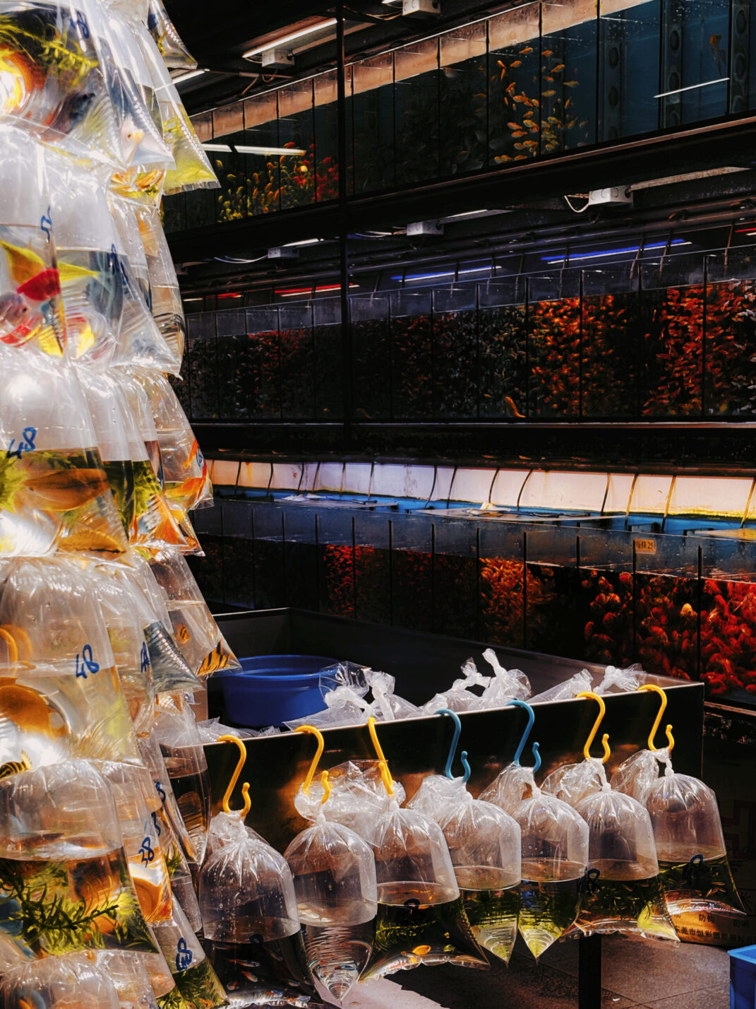 display of goldfish 1