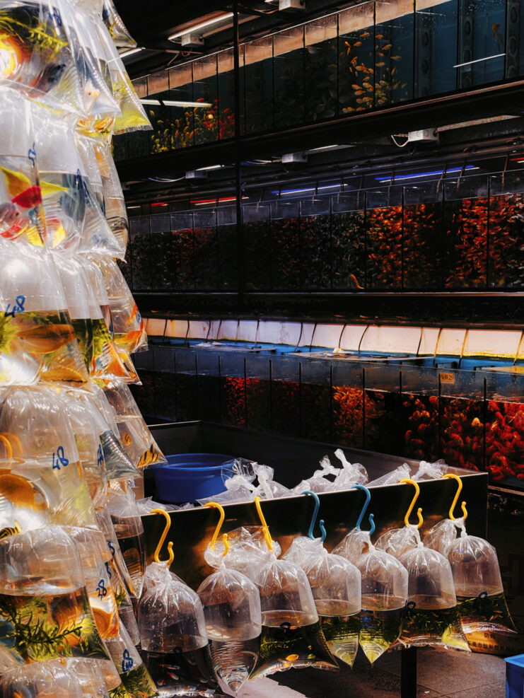 display of goldfish 1
