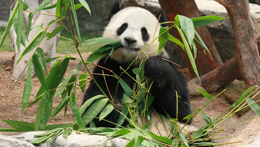 A Pandastic Hong Kong