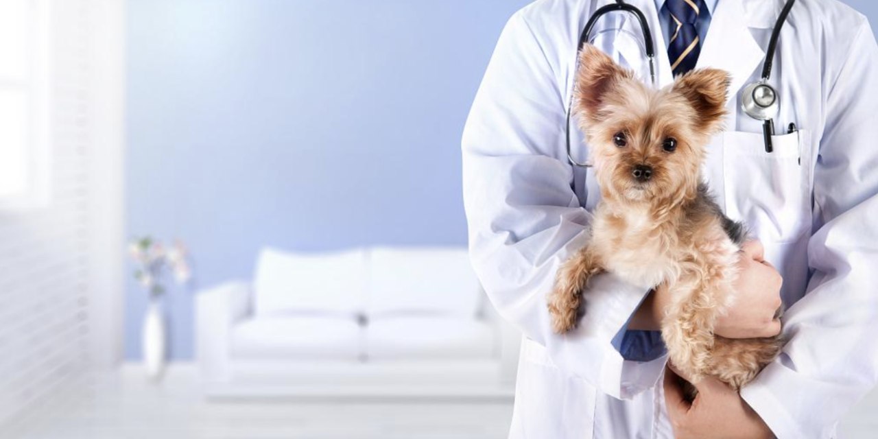 The Problems With China’s Pet Health Insurance Industry