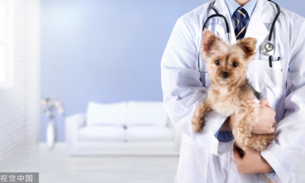 The Problems With China’s Pet Health Insurance Industry