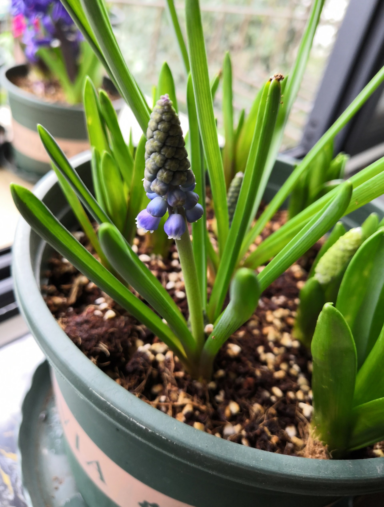 W's hobby is growing plants.(Source: W)