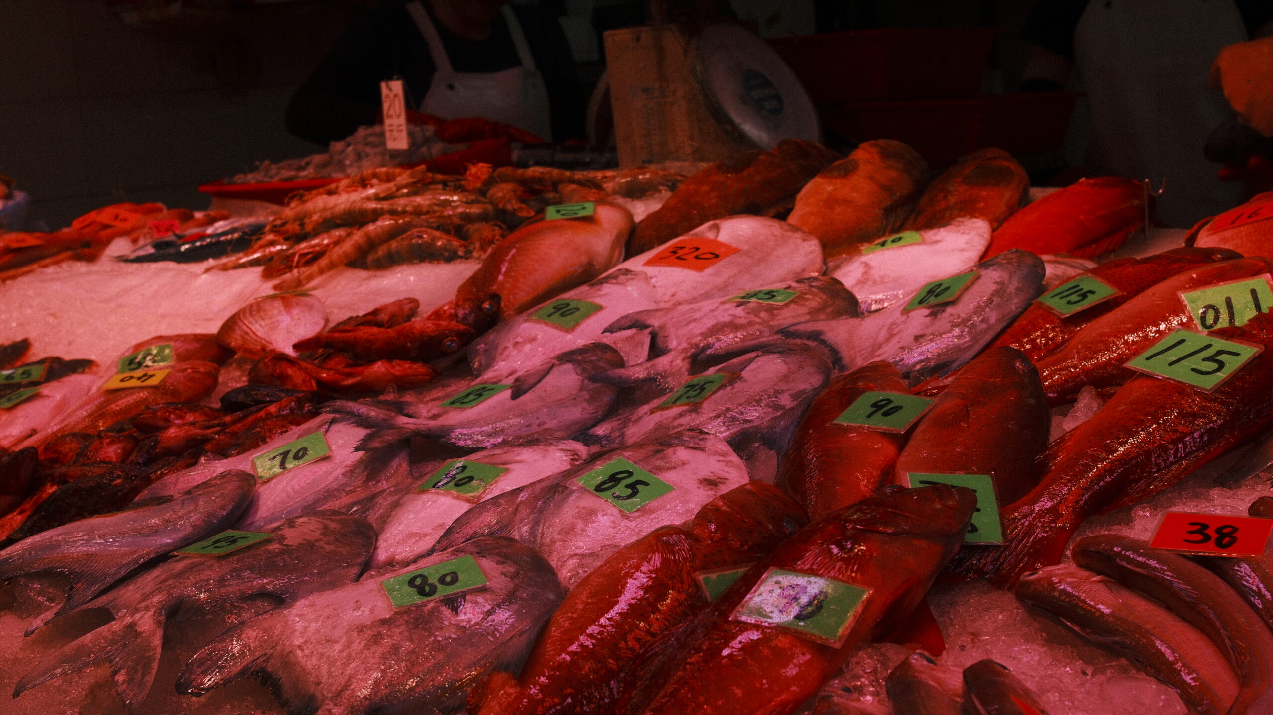 fish