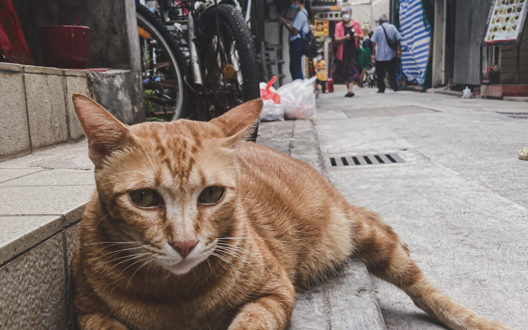 Stray Cats in Tai O